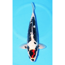 KGE.39 TANCHO KUMONRYU